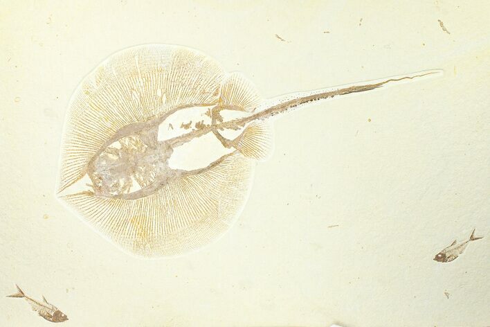 Fossil Stingray (Heliobatis) with Fish - Huge For Species #360539